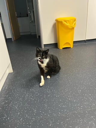 Illustration de l'article : Après un incroyable périple à travers 3 pays, un chat disparu depuis un an retrouve enfin sa maîtresse 
