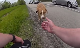 Illustration de l'article : L'imprudence d'un chien s'aventurant sur une autoroute déclenche l'intervention courageuse d'un policier (vidéo)