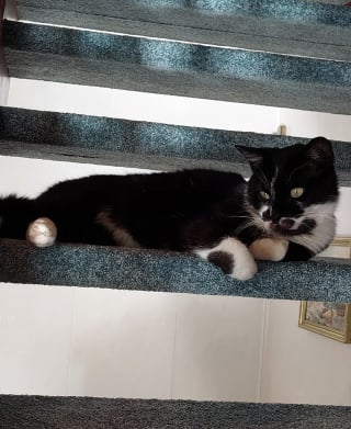 Illustration de l'article : Après un incroyable périple à travers 3 pays, un chat disparu depuis un an retrouve enfin sa maîtresse 