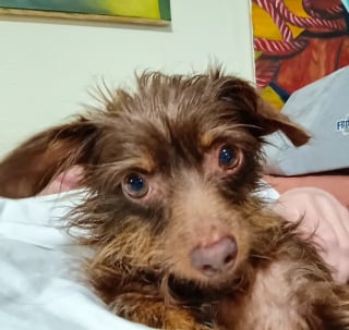 Illustration de l'article : Petite mais rusée, cette chienne escalade son enclos comme une pro pour réclamer ses câlins