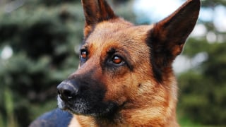 Illustration de l'article : En jouant le numéro d’identification de sa chienne décédée au loto, cet homme remporte le gros lot !