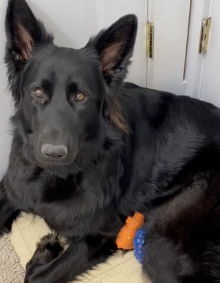 Illustration de l'article : Une chienne en mal de maternité couve des cochons en plastique avant d’avoir enfin son propre chiot à aimer (vidéo)