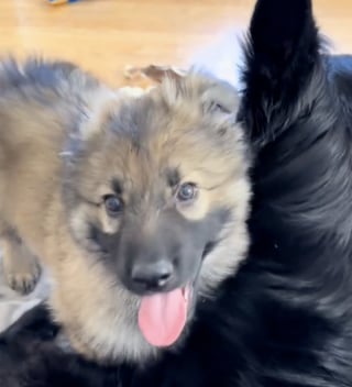 Illustration de l'article : Une chienne en mal de maternité couve des cochons en plastique avant d’avoir enfin son propre chiot à aimer (vidéo)