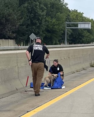 Illustration de l'article : Le sauvetage d'un chien découvert seul sur une route très fréquentée lui ouvre la voie vers un nouveau départ