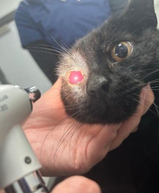 Illustration de l'article : Disparu depuis 6 mois, ce chat est retrouvé aveugle mais comblé de bonheur en retrouvant sa famille