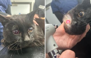 Illustration de l'article : Disparu depuis 6 mois, ce chat est retrouvé aveugle mais comblé de bonheur en retrouvant sa famille