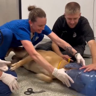 Illustration de l'article : Un chien retrouvé la tête coincée dans un bidon d’eau s’en sort miraculeusement sans boire ni manger pendant des jours 