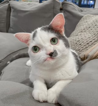Illustration de l'article : Un chat au visage déformé et aux organes sens dessus dessous trouve enfin l'aide dont il a besoin pour repartir sur la bonne patte