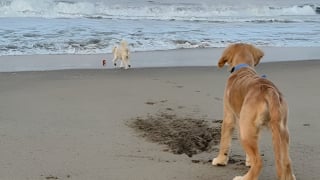 Illustration de l'article : Voyant la balle de son petit frère se diriger droit vers la mer, ce chien se précipite courageusement à la rescousse (vidéo)