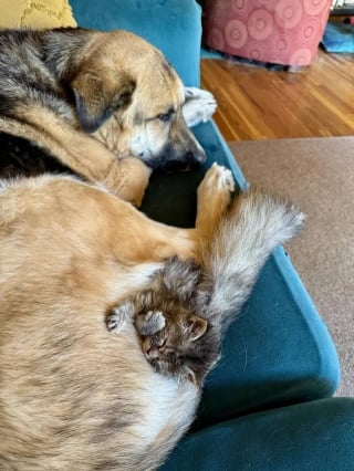 Illustration de l'article : Ce chaton, abandonné devant la porte d’une maison, trouve amitié et réconfort auprès du Berger Allemand de la famille