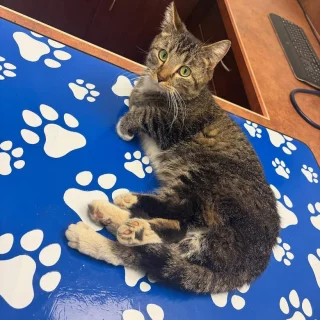 Illustration de l'article : Un chat errant à 6 pattes, hospitalisé pour retirer ses membres en trop, attend désormais sa famille pour la vie