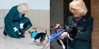 Illustration de l'article : Camilla, reine consort du Royaume-Uni, présente officiellement sa nouvelle chienne adoptée dans un refuge