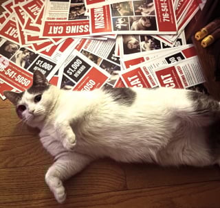 Illustration de l'article : Après avoir été enlevé en pleine rue par des adolescents, un chat reçoit l’aide de 2 bienfaitrices pour retrouver son foyer (vidéo)
