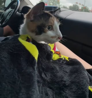 Illustration de l'article : Une femme risque sa vie sur l’autoroute pour secourir une chatte coincée sur le terre-plein (vidéo) 
