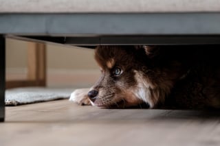 Illustration de l'article : Les grognements d'un chien permettent de sauver la vie de son maître alors que les flammes envahissent leur maison