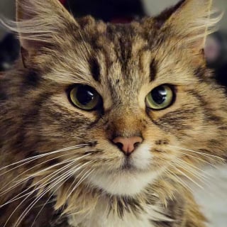 Illustration de l'article : Sauvé de l'errance, un chaton extrêmement reconnaissant ne cesse de ronronner en présence de ses sauveurs