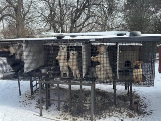 Illustration de l'article : Survivant d'une usine à chiots insalubre et d'un froid glacial, ce jeune chien entame une nouvelle vie pleine d’amour (vidéo)