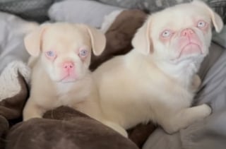 Illustration de l'article : Survivant d'une usine à chiots insalubre et d'un froid glacial, ce jeune chien entame une nouvelle vie pleine d’amour (vidéo)