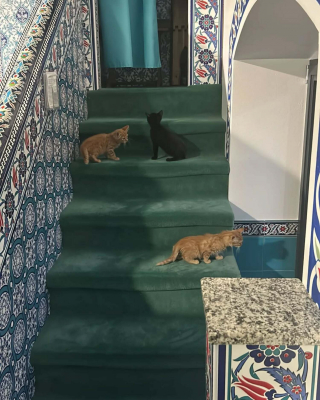 Illustration de l'article : Coup de théâtre après l'appel à témoin lancé par les responsables d'une mosquée dont l'un des chats a été volé