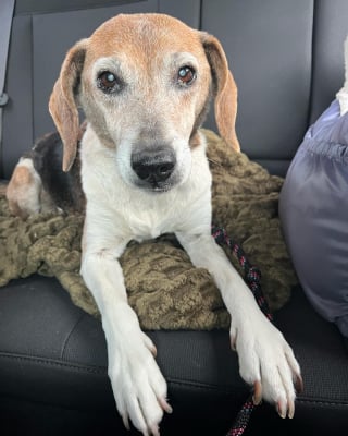 Illustration de l'article : Abandonné pour la deuxième fois à l'âge de 12 ans, ce vieux Beagle trouve paix et amour dans un nouveau foyer