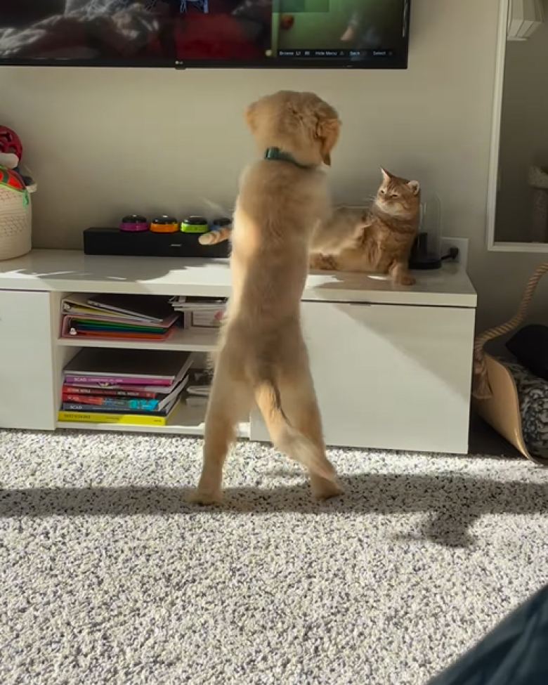 Illustration de l'article : La naissance d’une belle amitié entre un chien et un chat retracée en vidéo par leurs maîtres (vidéo)