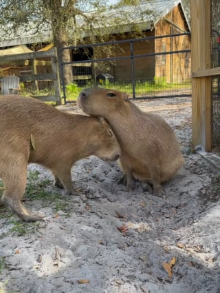 Illustration de l'article : Ces capybaras sont très attendus lorsqu’ils rendent visite à leurs amis chien et chat (vidéo) 