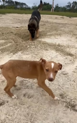 Illustration de l'article : Un bénévole vit avec émotion le départ de la chienne qu'il a accueillie et aidée à passer de la peur au bonheur (vidéo)