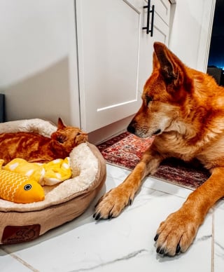 Illustration de l'article : À 10 ans, l’instinct maternel de cette chienne se révèle lorsqu’il s’agit de s’occuper d’un chaton de 3 mois (vidéo)