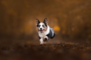 Illustration de l'article : 20 photos de chiens absolument sublimes et prises par une photographe de talent
