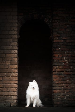 Illustration de l'article : 20 photos de chiens absolument sublimes et prises par une photographe de talent