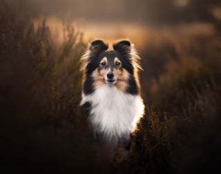 Illustration de l'article : 20 photos de chiens absolument sublimes et prises par une photographe de talent