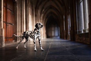 Illustration de l'article : 20 photos de chiens absolument sublimes et prises par une photographe de talent