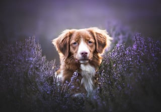 Illustration de l'article : 20 photos de chiens absolument sublimes et prises par une photographe de talent