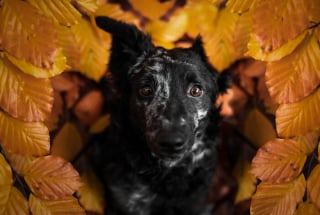 Illustration de l'article : 20 photos de chiens absolument sublimes et prises par une photographe de talent