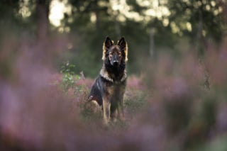 Illustration de l'article : 20 photos de chiens absolument sublimes et prises par une photographe de talent