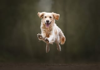 Illustration de l'article : 20 photos de chiens absolument sublimes et prises par une photographe de talent