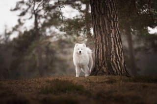 Illustration de l'article : 20 photos de chiens absolument sublimes et prises par une photographe de talent