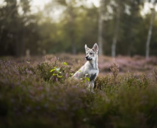 Illustration de l'article : 20 photos de chiens absolument sublimes et prises par une photographe de talent