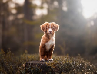 Illustration de l'article : 20 photos de chiens absolument sublimes et prises par une photographe de talent
