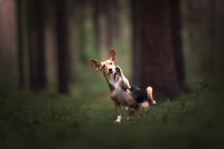 Illustration de l'article : 20 photos de chiens absolument sublimes et prises par une photographe de talent