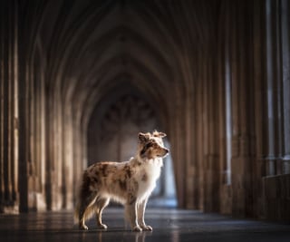 Illustration de l'article : 20 photos de chiens absolument sublimes et prises par une photographe de talent