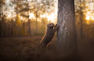 Illustration de l'article : 20 photos de chiens absolument sublimes et prises par une photographe de talent