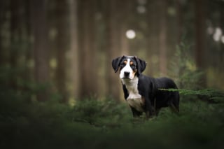 Illustration de l'article : 20 photos de chiens absolument sublimes et prises par une photographe de talent