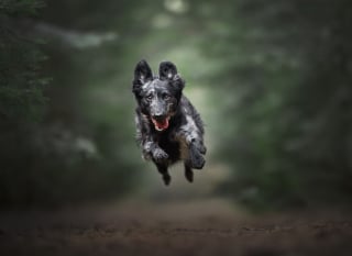 Illustration de l'article : 20 photos de chiens absolument sublimes et prises par une photographe de talent