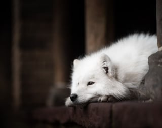 Illustration de l'article : 20 photos de chiens absolument sublimes et prises par une photographe de talent