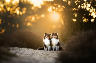 Illustration de l'article : 20 photos de chiens absolument sublimes et prises par une photographe de talent