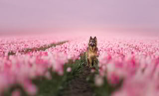 Illustration de l'article : 20 photos de chiens absolument sublimes et prises par une photographe de talent