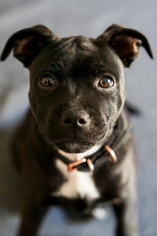 Illustration de l'article : Seul depuis des jours, un petit chien enfermé dans un appartement est enfin secouru par les pompiers