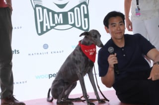 Illustration de l'article : La Palm Dog 2025 dévoilera le lauréat qui succèdera à Kodi le 23 mai prochain à Cannes
