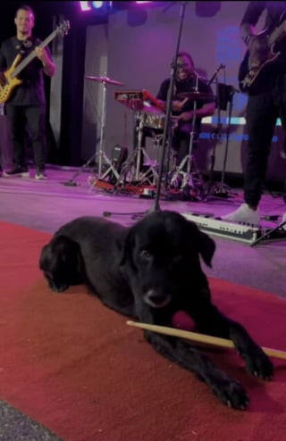 Illustration de l'article : Un chien errant fait irruption sur scène lors d’un concert et partage un moment inoubliable avec le batteur (vidéo)